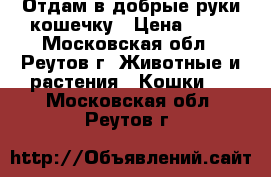 Отдам в добрые руки кошечку › Цена ­ 10 - Московская обл., Реутов г. Животные и растения » Кошки   . Московская обл.,Реутов г.